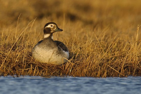 Long-tailed Duck (Clangula hyemalis) female, Alaska, USA