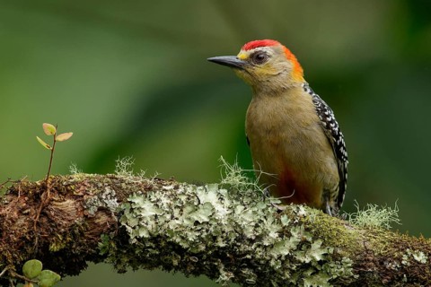 Red-crowned Woodpecker (Melanerpes rubricapillus) perched on a branch in the Andes Mountains of