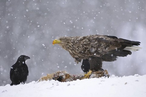 White-tailed Eagle (Haliaeetus albicilla), Norway