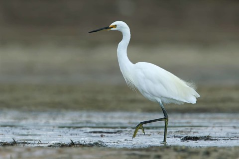 Little Egret (Egretta garzetta) foraging, Victoria, Australia