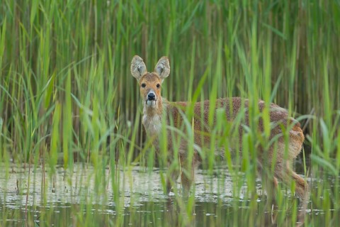 Chinese water deer (Hydropotes inermis) adult animal in a reedbed in spring, RSPB Strumpshaw fen,