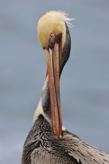 Brown Pelican (Pelecanus occidentalis), California, USA