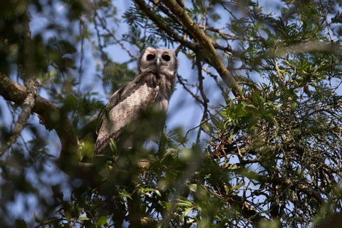 Verreaux's Eagle-Owl (Bubo lacteus) flightless juvenile perched in a tree, Queen Elizabeth National
