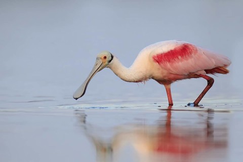 Roseate Spoonbill (Platalea ajaja), Florida, USA