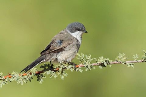 Lesser Whitethroat (Sylvia curruca), Eilat, Israel