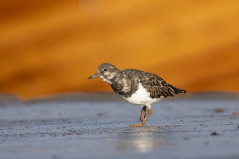 Ruddy turnstone (Arenaria interpres) adult wading bird on a harbour jetty, Norfolk, England, United