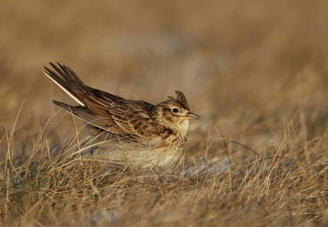 Eurasian Skylark (Alauda arvensis), Mecklenburg-Western Pomerania, Germany