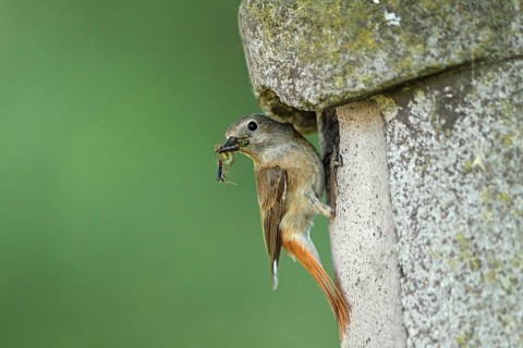 Common Redstart (Phoenicurus phoenicurus) female at nest box with insect prey, Baden-Wuerttemberg,