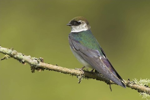 Violet-green Swallow (Tachycineta thalassina), British Columbia, Canada