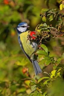 Eurasian Blue Tit (Cyanistes caeruleus), Schleswig-Holstein, Germany