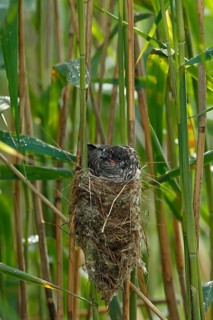 Common Cuckoo (Cuculus canorus) nearly fledged juvenile waiting in nest of Eurasian Reed Warbler on