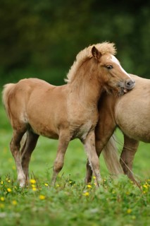 Brown Welsh pony foal on a green meadow, Bavaria