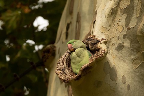 Alexandrine Parakeet (Psittacula eupatria) female peering out from nest hole, Hesse, Germany