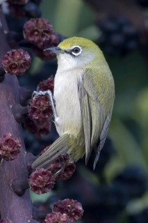 Christmas White-eye (Zosterops natalis), Christmas Island, Australia