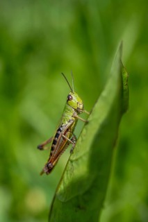 Great green bush cricket (locusta), grasshopper, on a leaf in a meadow, Tyrol, Austria