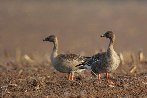 Tundra Bean Goose (Anser serrirostris rossicus) on field, North Rhine-Westphalia, Germany