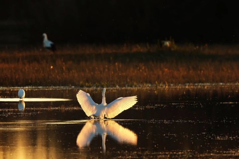 A egret gracefully spreads its wings, reflecting in the peaceful waters at sunset in wetland of the