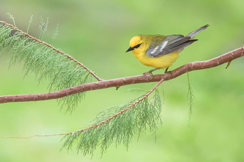 Blue-winged Warbler (Vermivora cyanoptera) male perched on a branch, Texas, USA