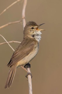 Blyths Reed Warbler - Buschrohrsänger - Acrocephalus dumetorum, Russia (Ural)