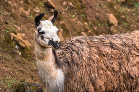 A llama stands in its natural habitat, displaying its distinct long neck and fluffy fur. The