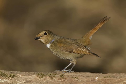 Rufous-bellied Niltava (Niltava sundara) female, Doi Lang, Thailand
