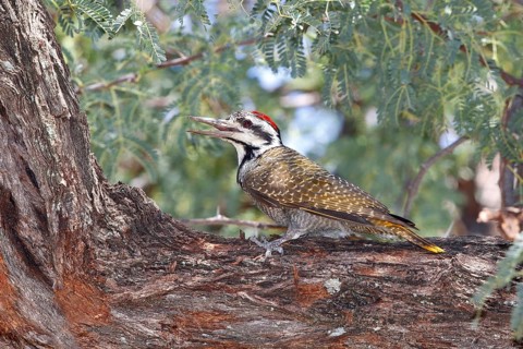 Bearded Woodpecker (Chloropicus namaquus) male, Savuti, Botswana