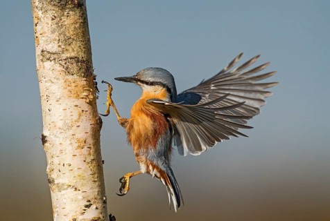 Eurasian Nuthatch (Sitta europaea) spreading wings, Aosta Valley, Italy