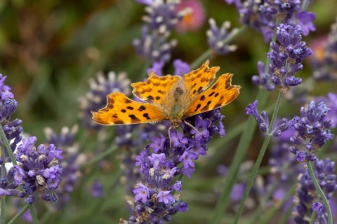 Comma butterfly (Polygonia c-album) adult insect feeding on a garden blue English lavender flowers
