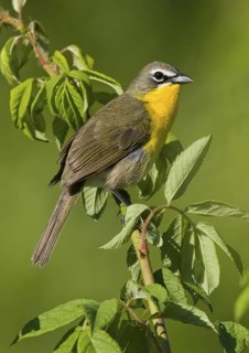 Yellow-breasted Chat (Icteria virens), Maryland, USA