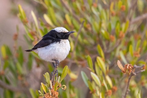 Arabian wheatear, Arabian wheatear, (Oenanthe lugentoide, Middle East, Oman, Jabal Samhan, Salalah,