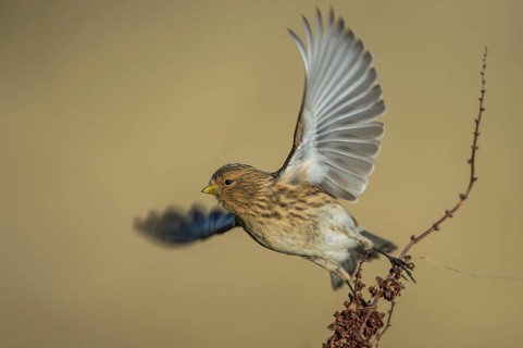 Twite (Linaria flavirostris), Schleswig-Holstein, Germany