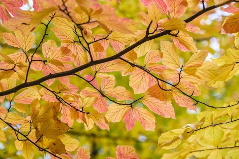 Parrotia (Parrotia persica), Treptower Park, Germany