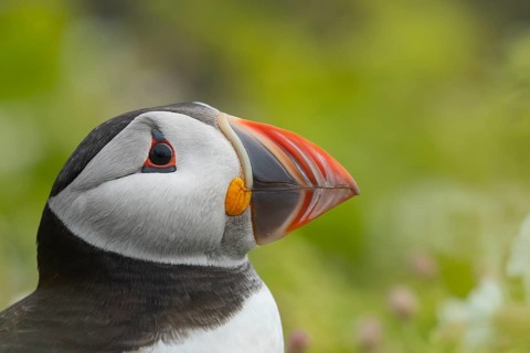 Atlantic puffin (Fratercula arctica) adult auk seabird bird head portrait in summer, Skomer island,