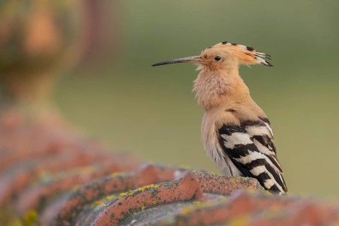 Hoopoe (Upupa epops), calling, on, roof, Extremadura, Spain