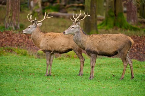 Two stags with large antlers standing attentively in autumn forest, red deer (Cervus elaphus),