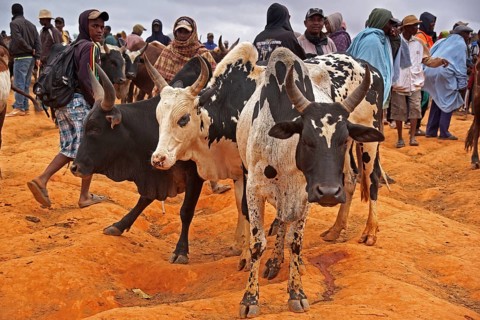 Cattle market, Madagascar, Ambalavao, Ambalavao, Madagascar