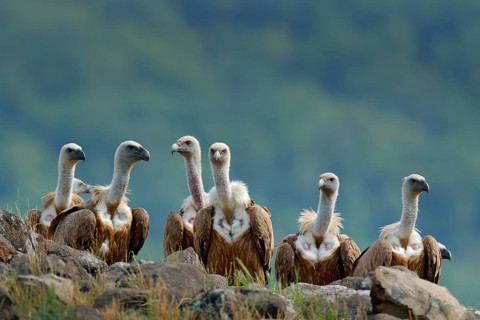 Group of vultures. Griffon Vulture, Gyps fulvus, big birds of prey sitting on stone, rock mountain,