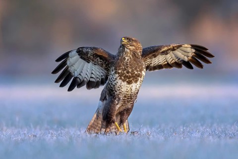 Common Buzzard (Buteo buteo) perched on hoarfrost covered ground with spread wings, Saxony-Anhalt,