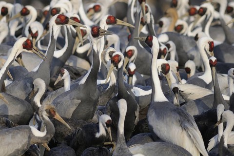 White-naped Crane (Antigone vipio), Arasaki, Japan