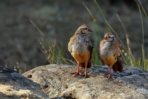Red-legged Partridge (Alectoris rufa) juveniles perched on a rock, Andalusia, Spain