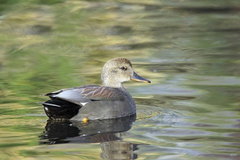 Gadwall Anas strepera Tucson, Pima County, Arizona, United States 9 February Adult Male Anatidae
