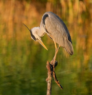 Grey heron (Ardea cinerea) standing on a dead branch at a lake, warm morning light, Lower Saxony,