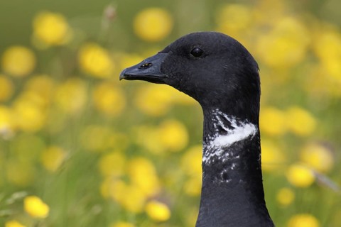 Brant Goose (Branta bernicla), Texel, Netherlands