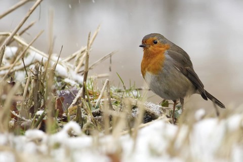 European Robin (Erithacus rubecula), Saxony-Anhalt, Germany