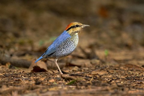 Blue Pitta (Hydrornis cyaneus) male on ground, Kaeng Krachan, Thailand