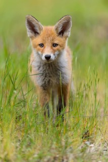 Red fox (Vulpes vulpes), young fox standing in a meadow and looking curiously, summer, Hesse,