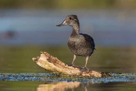 Freckled Duck (Stictonetta naevosa) female, Victoria, Australia