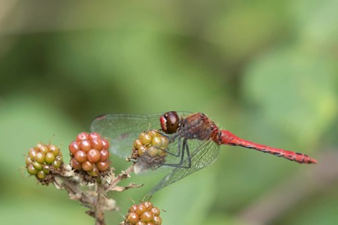 Common darter dragonfly (Sympetrum striolatum) adult male insect resting on blackberries in summer,
