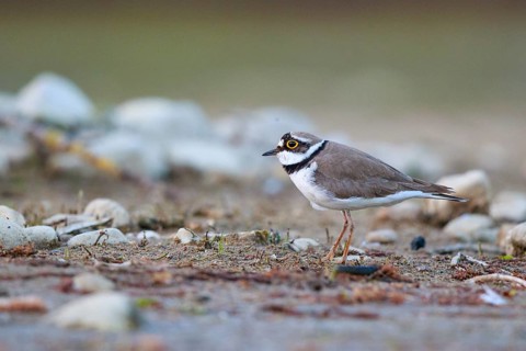 Little Ringed Plover (Charadrius dubius) male, North Rhine-Westphalia, Germany