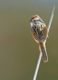 Swamp Sparrow (Melospiza georgiana), Saskatchewan, Canada